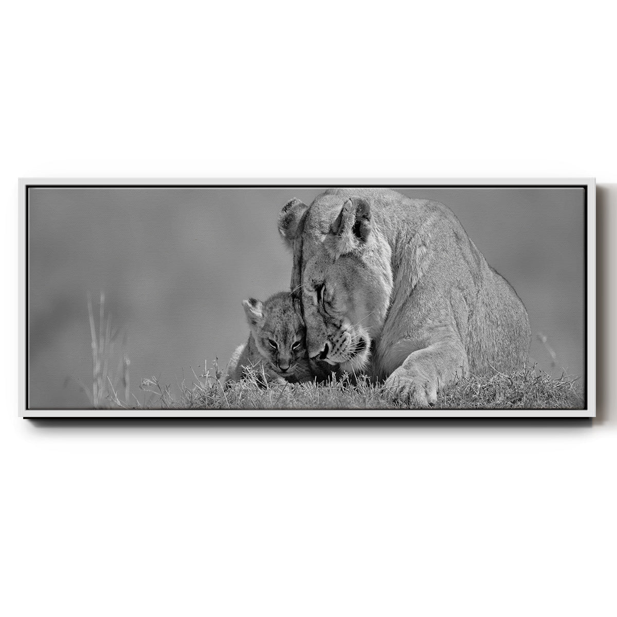Lioness Love - Floater Framed Canvas Print