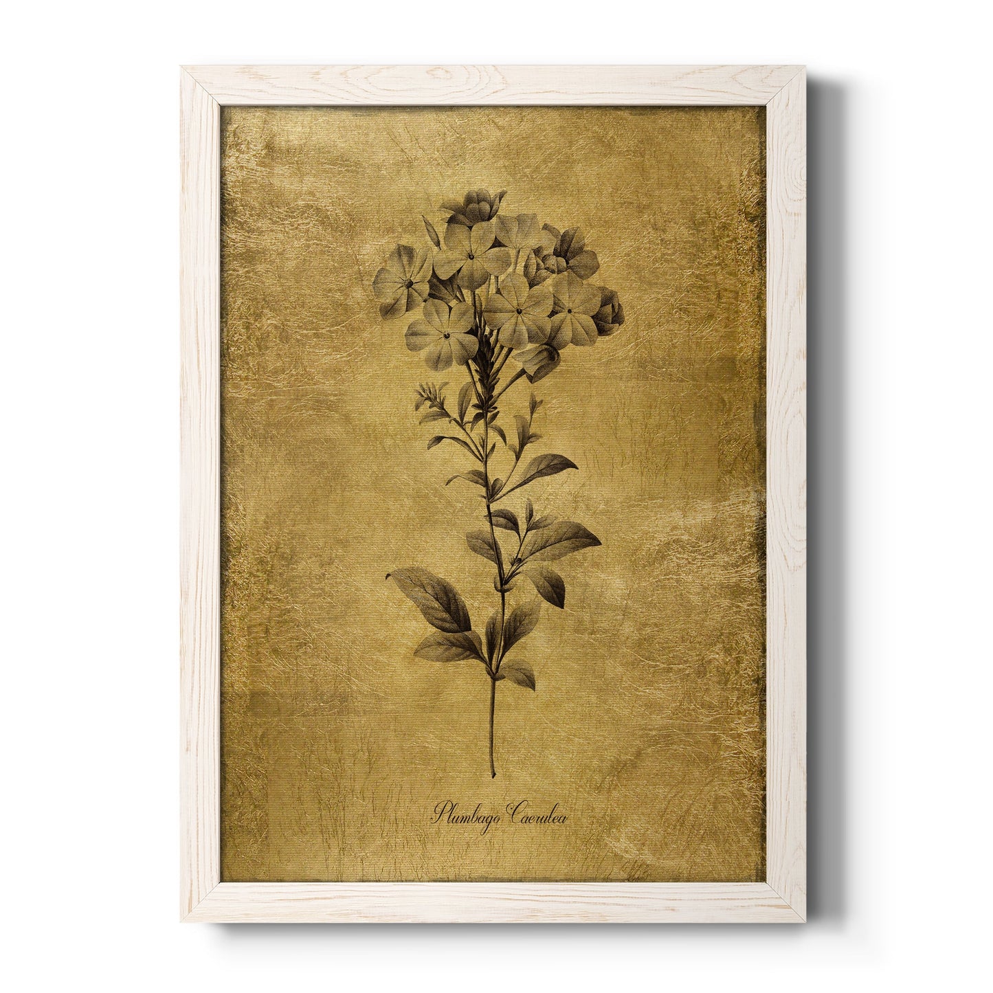 Gold Sketch Botanical II - Barnwood Framed Canvas Print