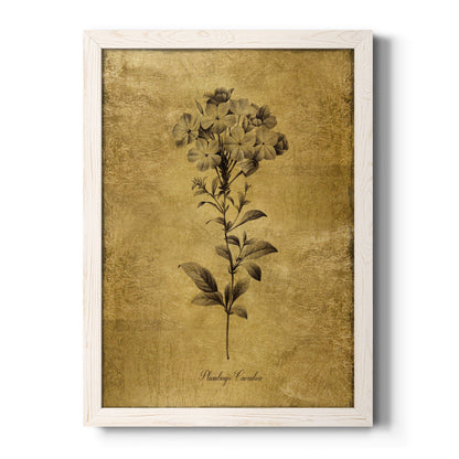 Gold Sketch Botanical II - Barnwood Framed Canvas Print