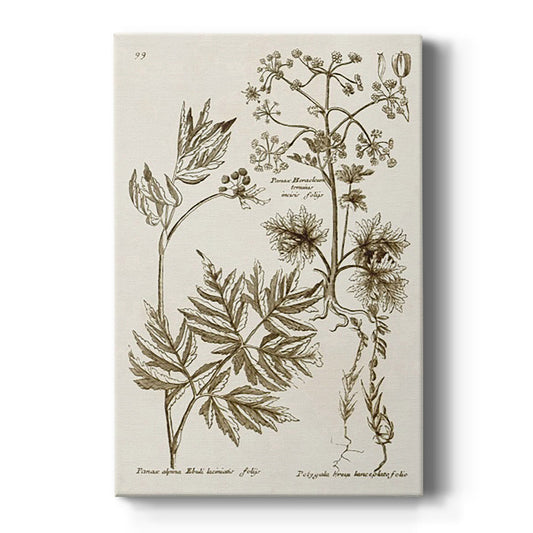 Sepia Botanical Journal III - Canvas Art Print