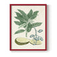 Buchoz Tropicals IV - Restickable Framed Art Print