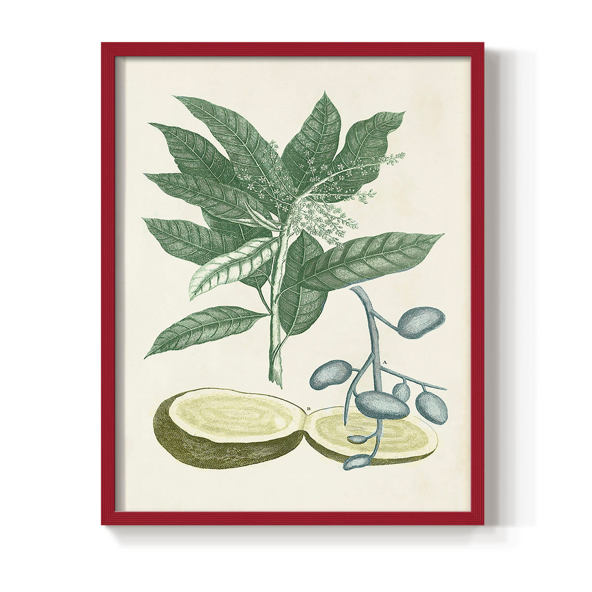 Buchoz Tropicals IV - Restickable Framed Art Print