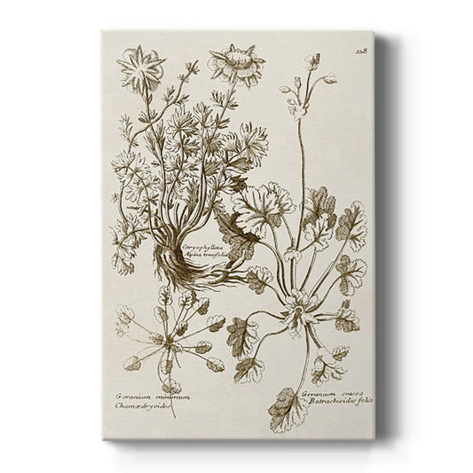 Sepia Botanical Journal IX - Canvas Art Print