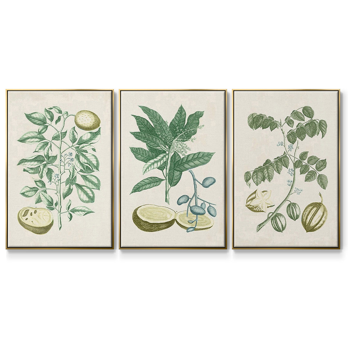 Buchoz Tropicals II - Floater Framed Canvas Set