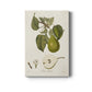 Vintage Pears VI Premium Gallery Wrapped Canvas - Ready to Hang