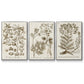 Sepia Botanical Journal I - Framed Premium Gallery Wrapped Canvas L Frame 3 Piece Set - Ready to Hang