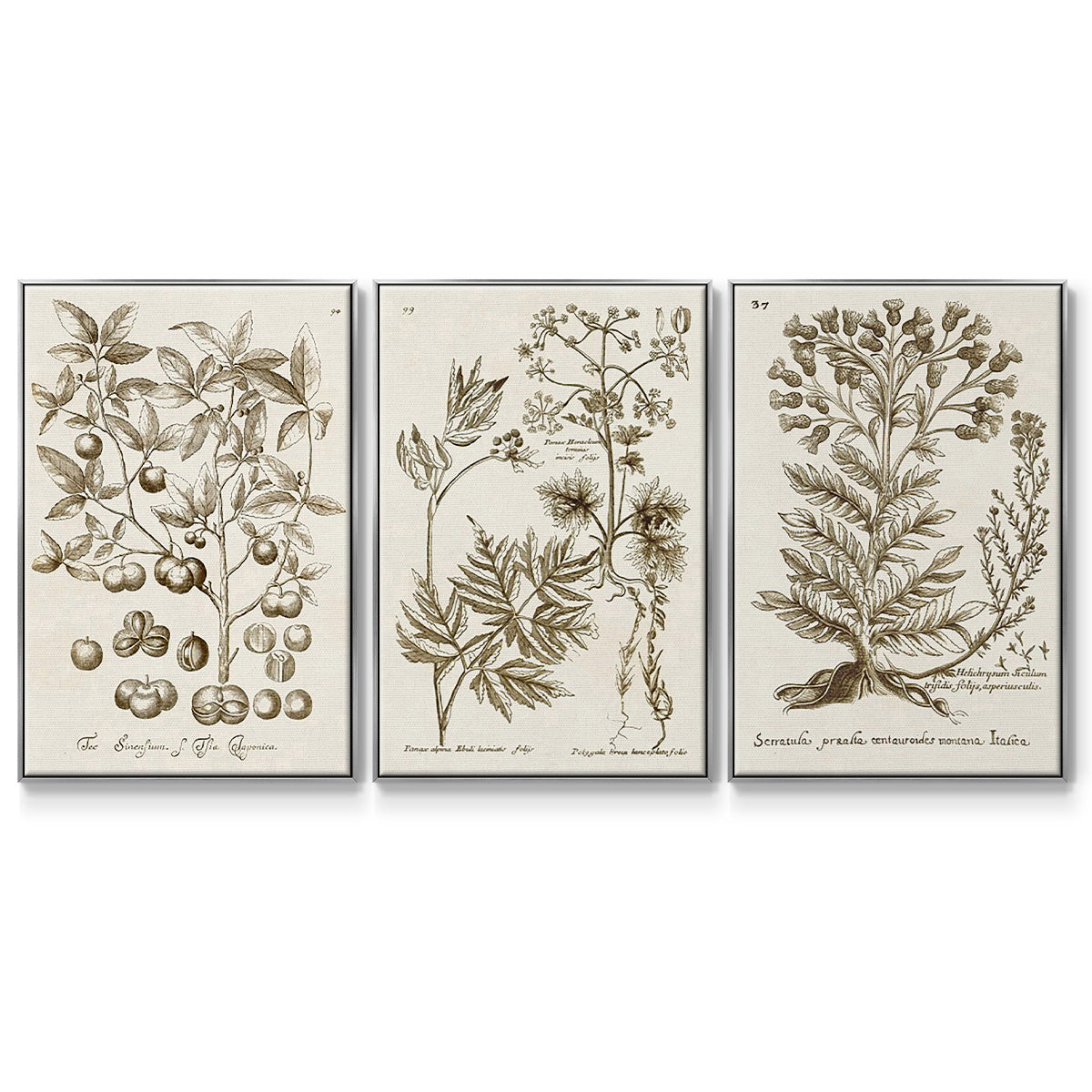 Sepia Botanical Journal I - Framed Premium Gallery Wrapped Canvas L Frame 3 Piece Set - Ready to Hang