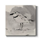 Inky Plover II - Canvas Art Print