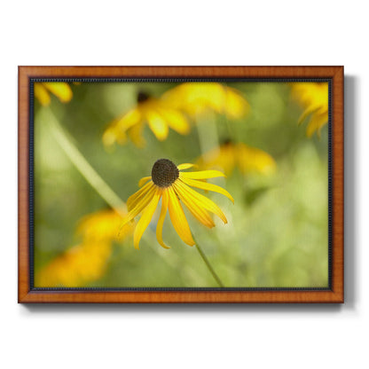 Contemporary black-eyed Susan flower photography printed on canvas in an ornate vintage burl wood frame.