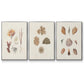 Knorr Shells & Coral VI - Framed Premium Gallery Wrapped Canvas L Frame 3 Piece Set - Ready to Hang