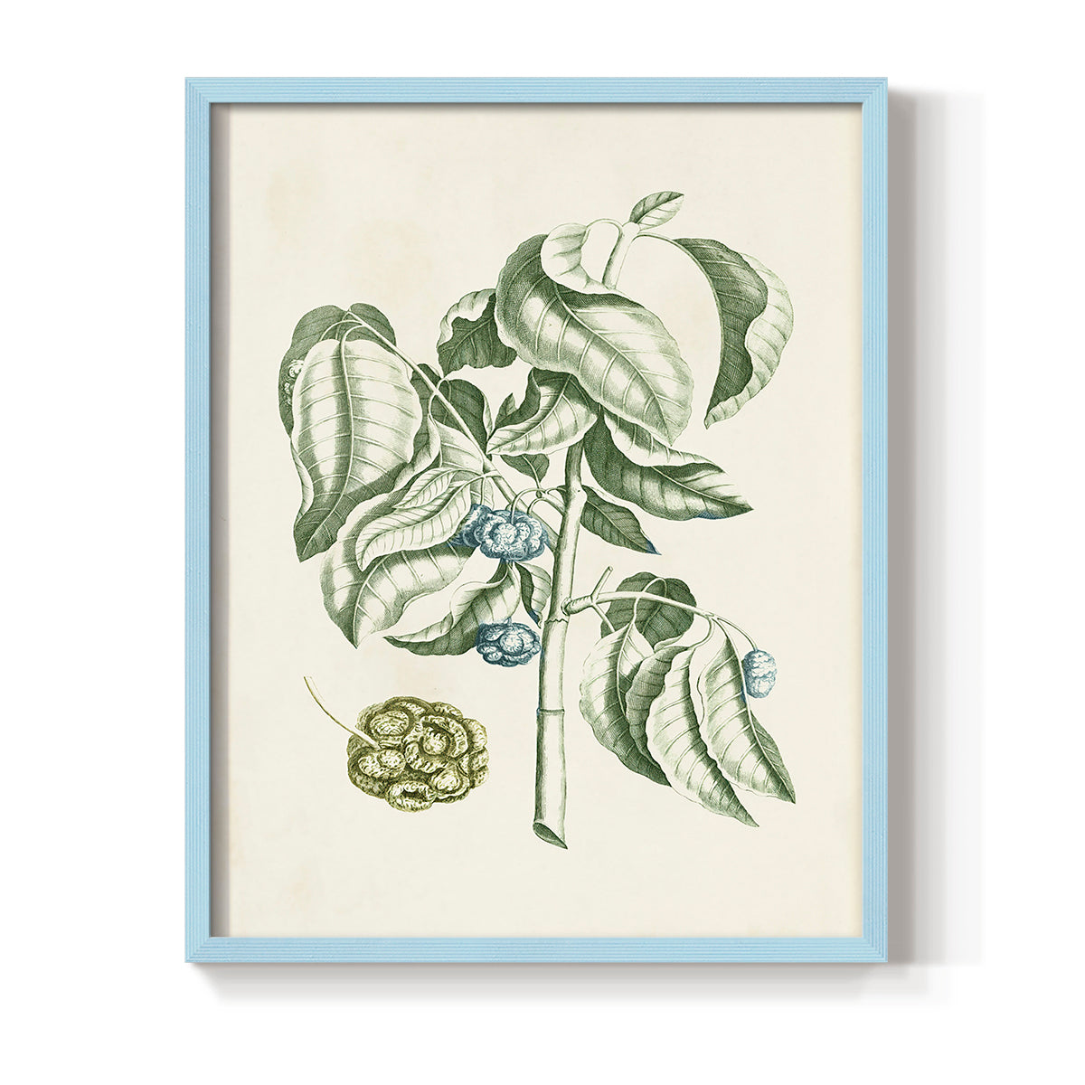 Buchoz Tropicals V - Restickable Framed Art Print