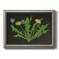 Vintage botanical dandelion flower illustration printed on canvas in an ornate vintage silver frame.