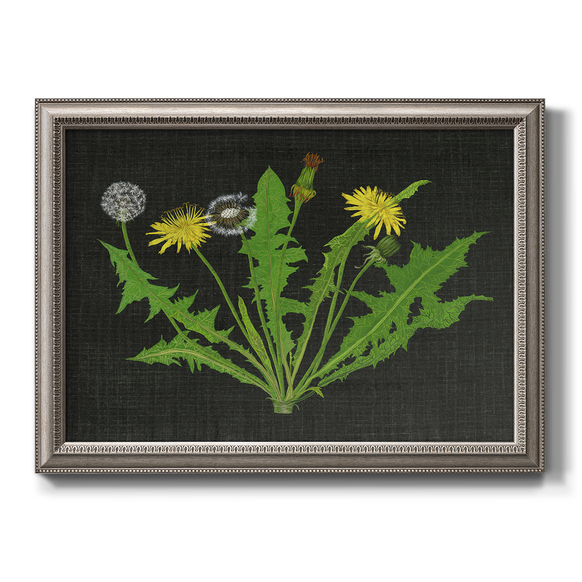 Vintage botanical dandelion flower illustration printed on canvas in an ornate vintage silver frame.
