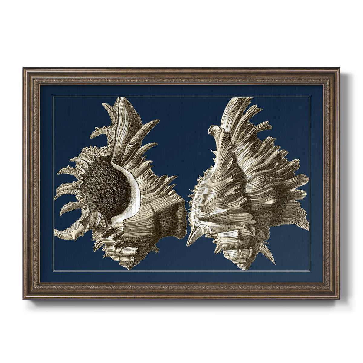 Conch Shells on Navy II Premium Framed Canvas- Ready to Hang