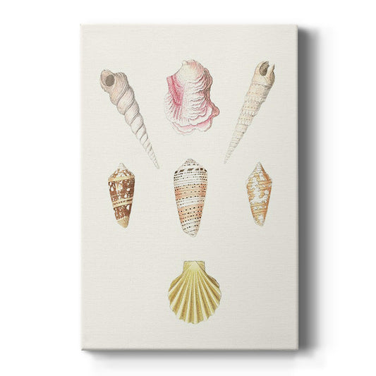 Pastel Knorr Shells I - Canvas Art Print