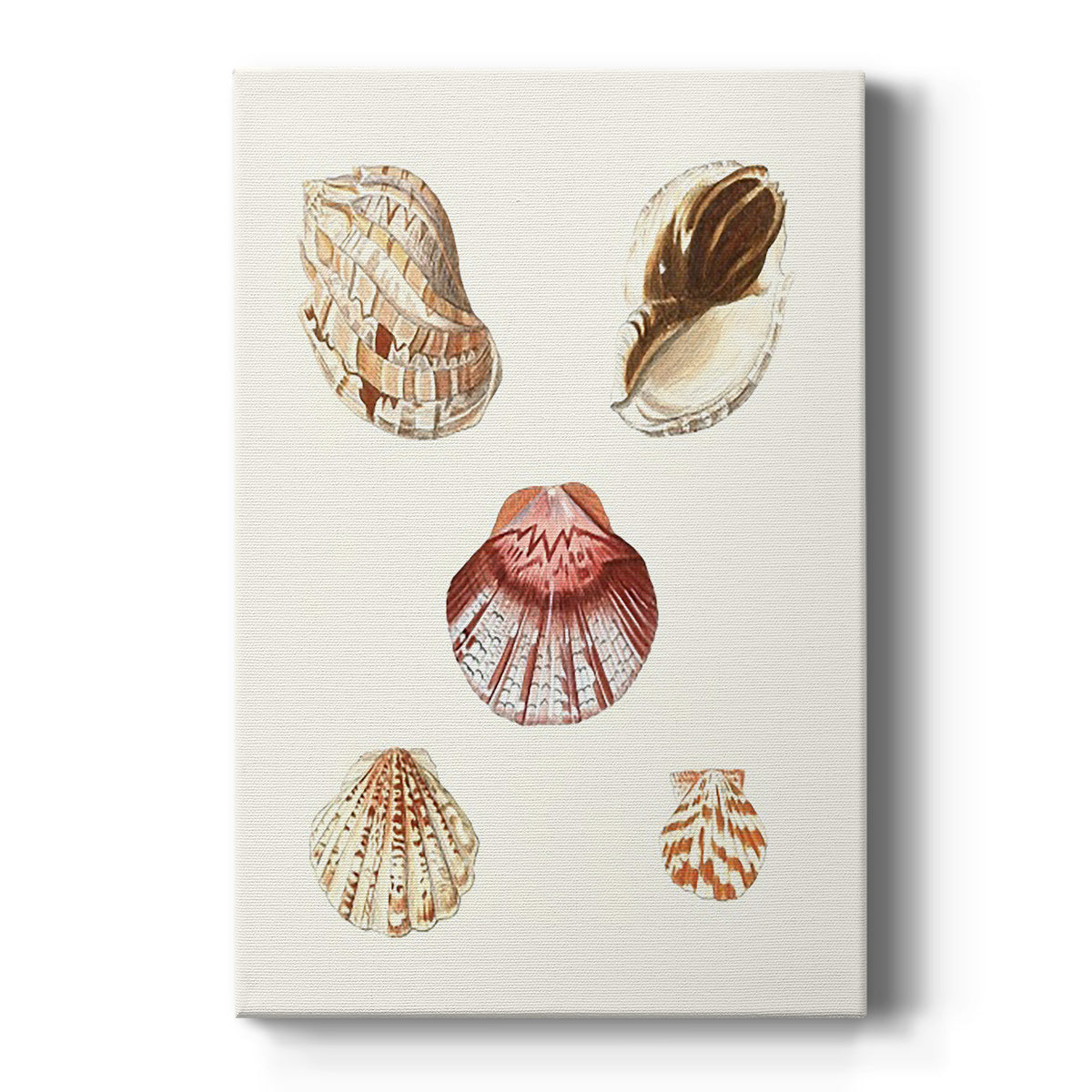 Pastel Knorr Shells V - Canvas Art Print