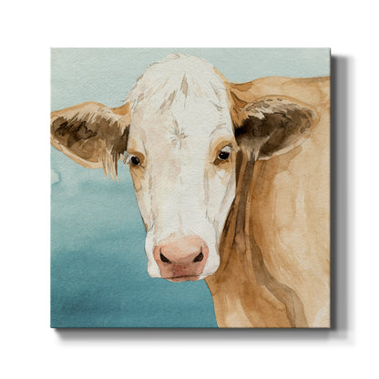 Hereford Stare II - Canvas Art Print
