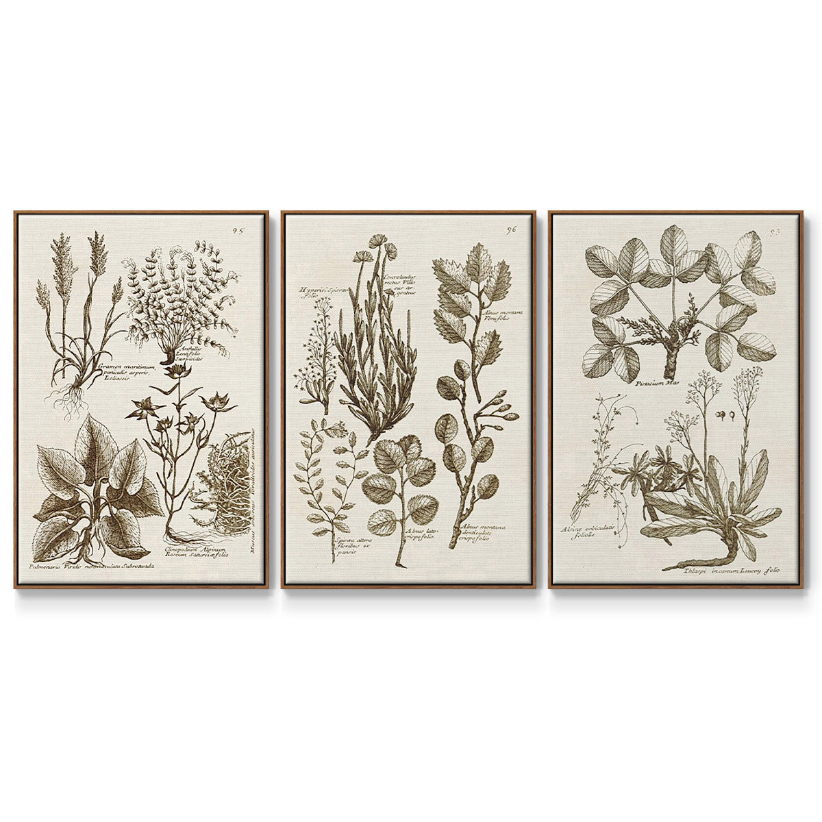 Sepia Botanical Journal VI - Framed Premium Gallery Wrapped Canvas L Frame 3 Piece Set - Ready to Hang