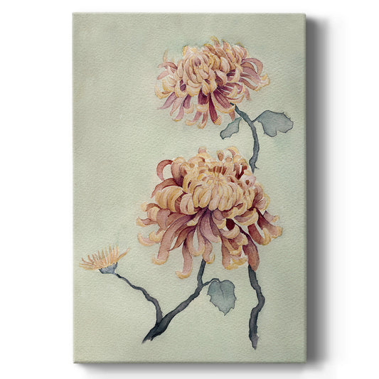 Chrysanthemum Beauty I - Canvas Art Print