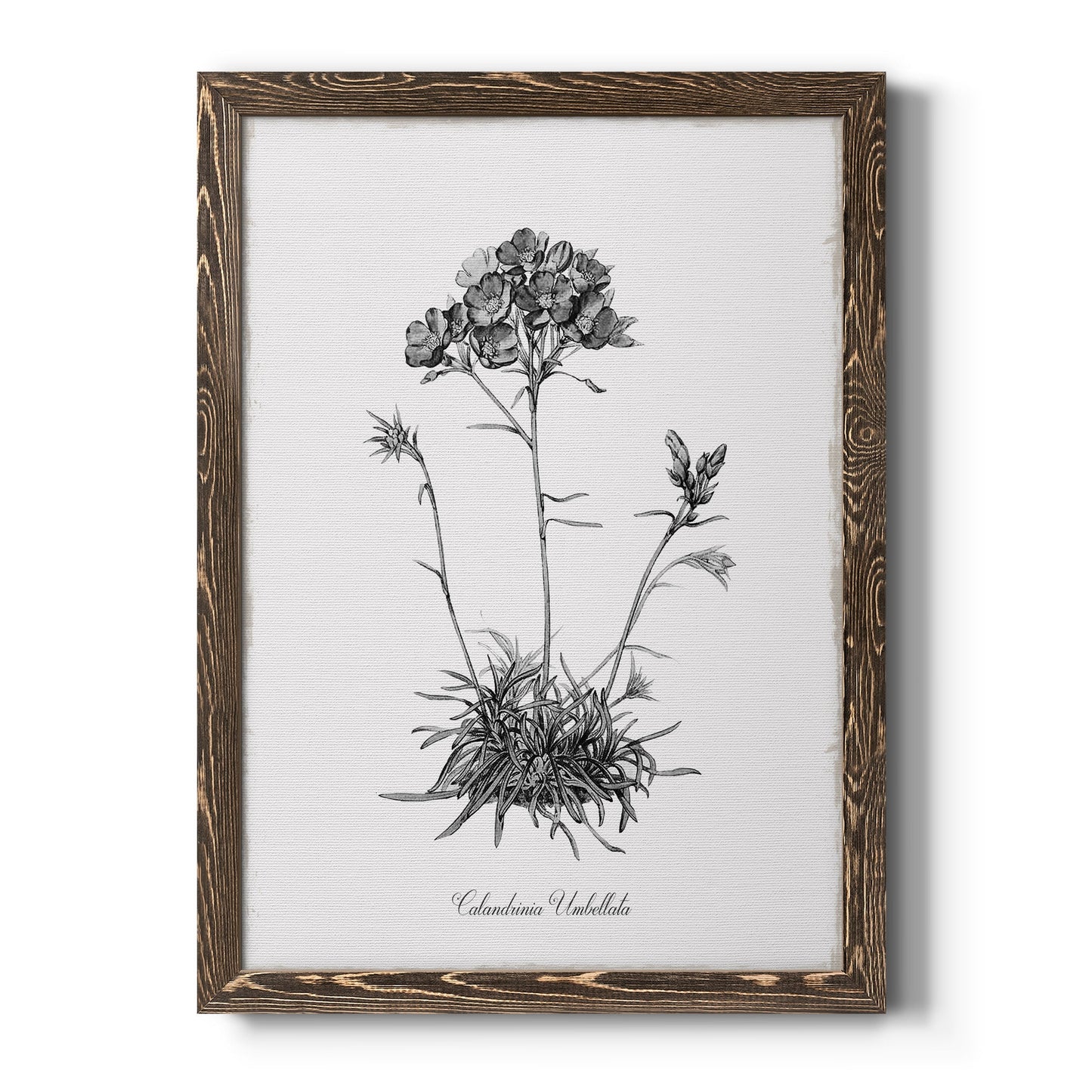 Simply Caladrinia - Barnwood Framed Canvas Print