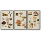 Mushroom Species I - Framed Premium Gallery Wrapped Canvas L Frame 3 Piece Set - Ready to Hang