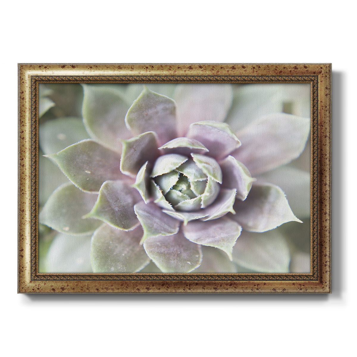 Succulent Glow II - Ornate Framed Canvas Print