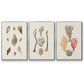 Knorr Shells & Coral IV - Floater Framed Canvas Set