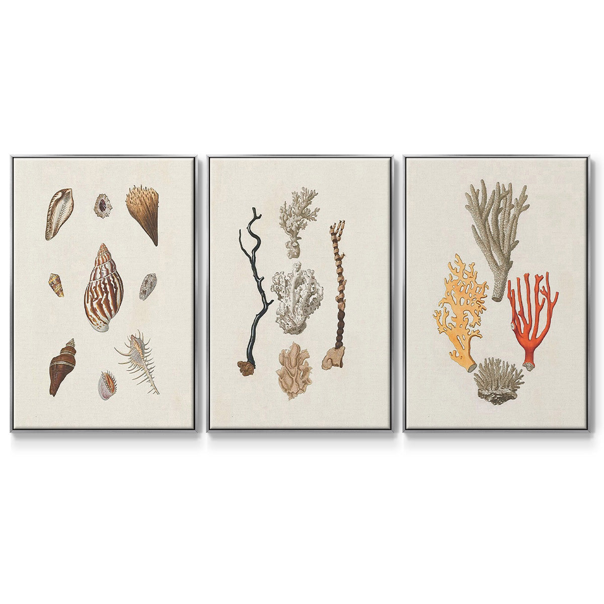 Knorr Shells & Coral IV - Floater Framed Canvas Set