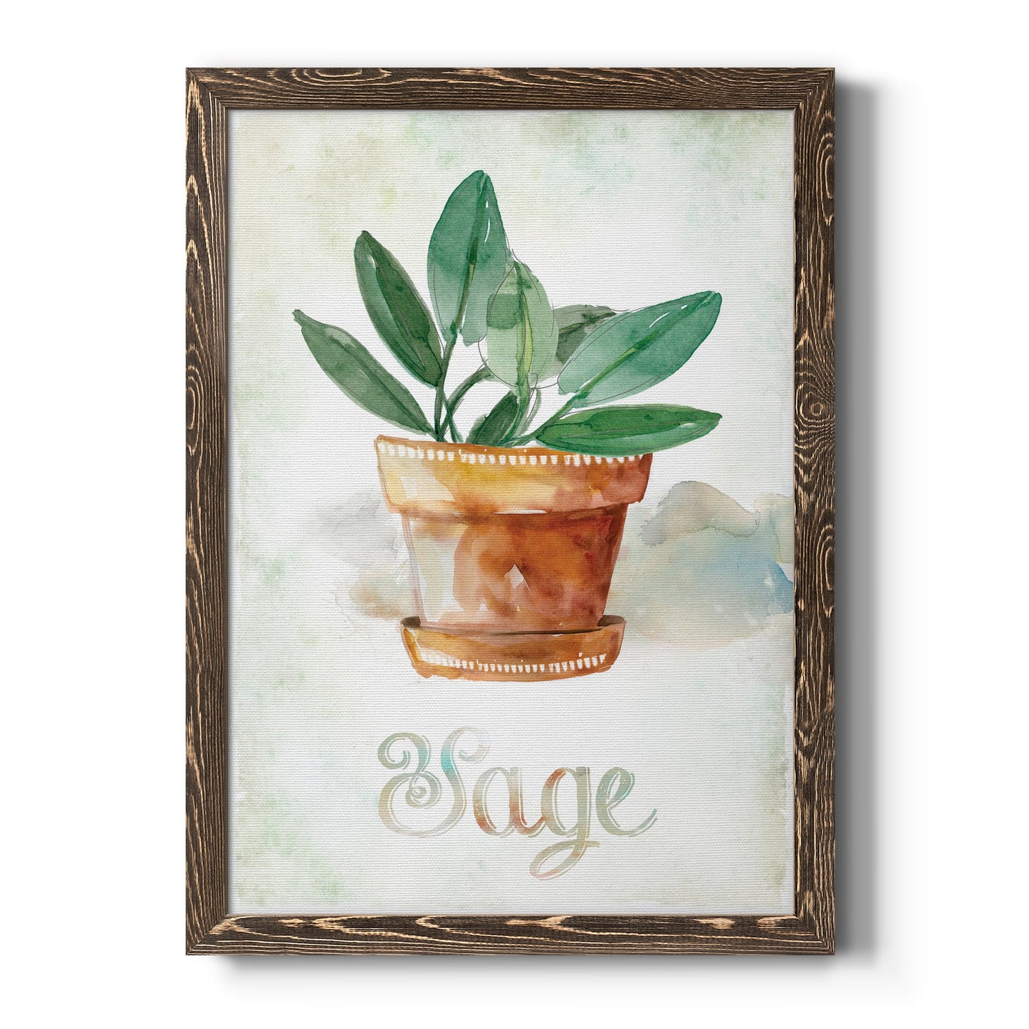 Potted Sage - Barnwood Framed Canvas Print