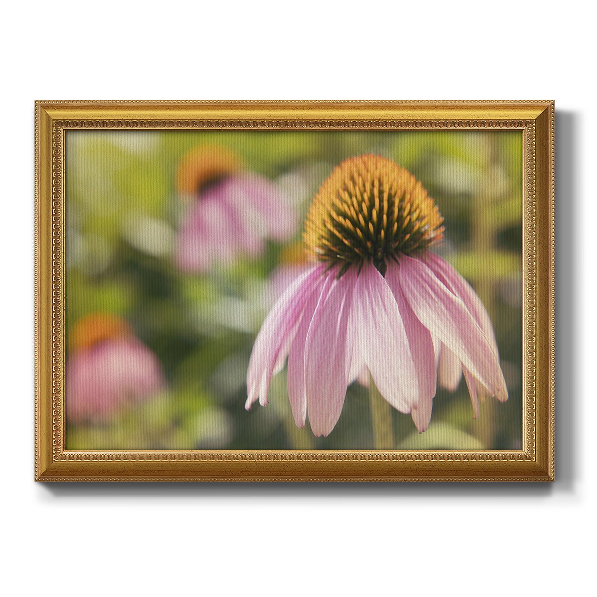 Echinacea Study I Premium Framed Canvas- Ready to Hang