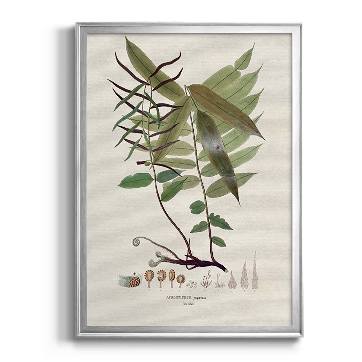 Botanical Society Ferns VI - Modern Framed Canvas Print