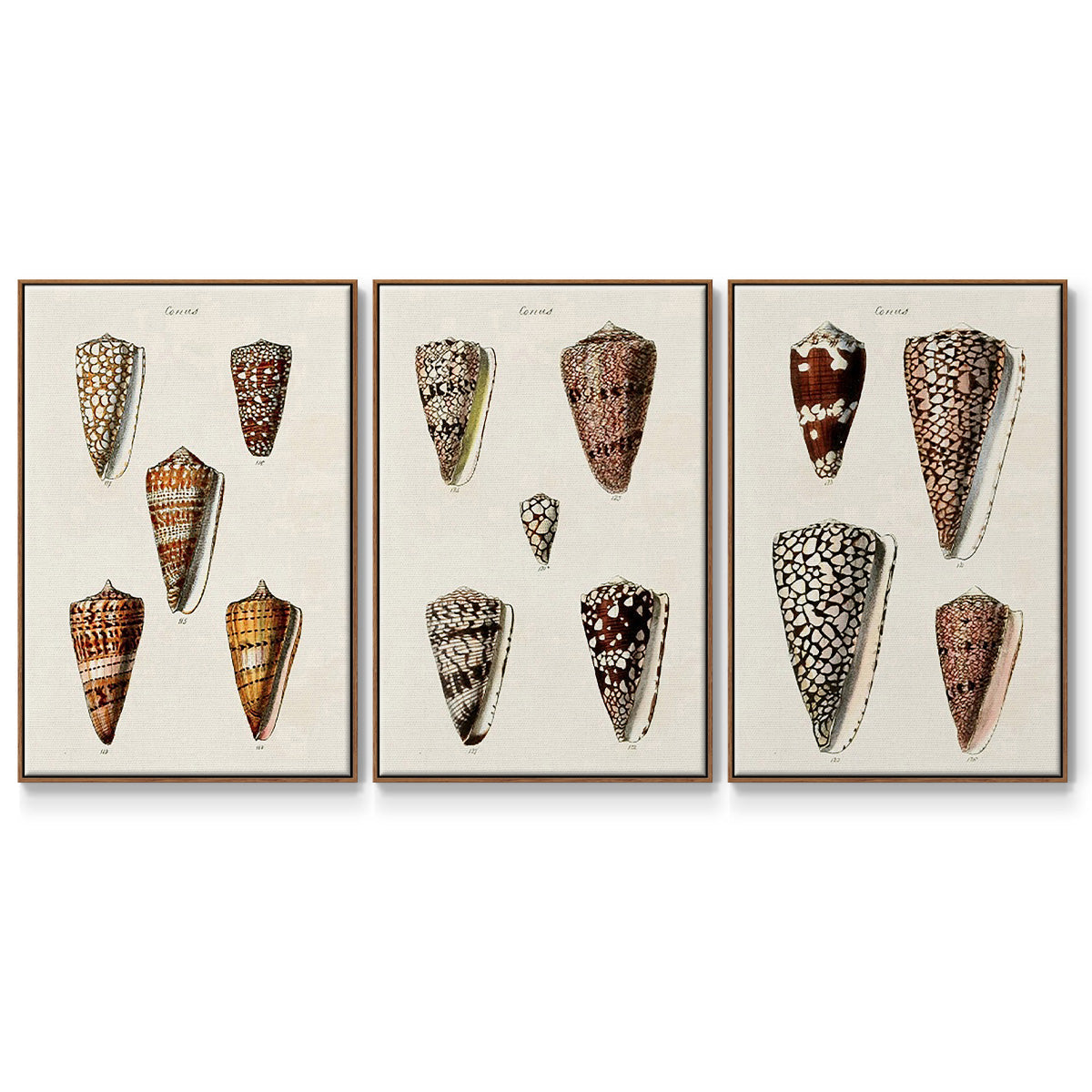 Cone Shell Collection I - Framed Premium Gallery Wrapped Canvas L Frame 3 Piece Set - Ready to Hang