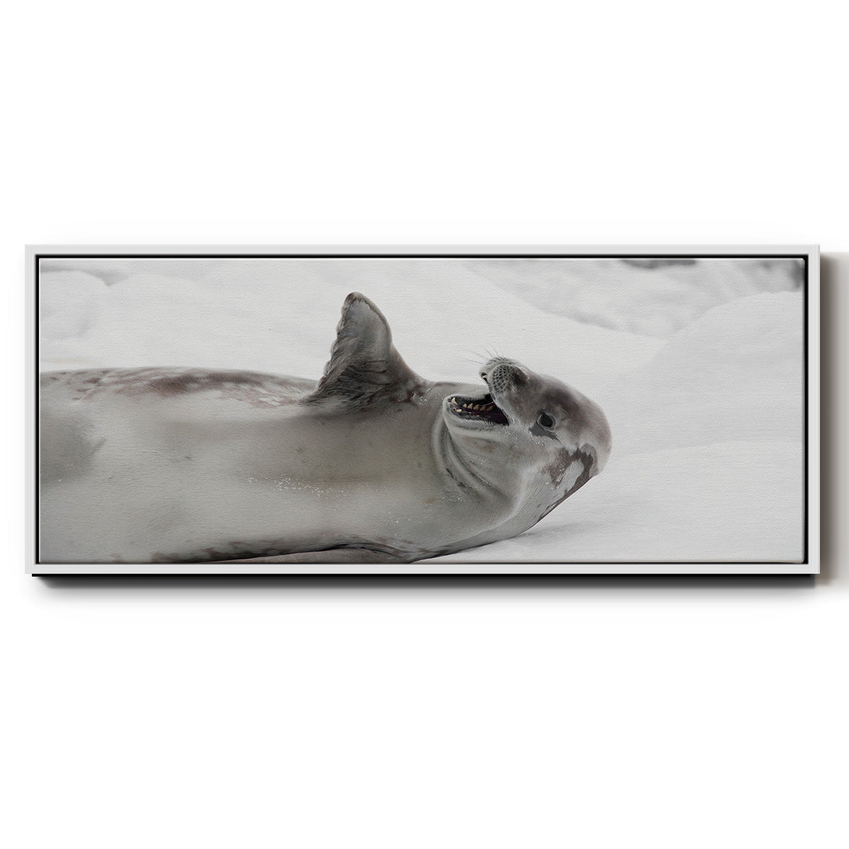Laughing Seal - Floater Framed Canvas Print