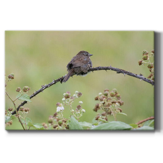 Resting Sparrow - Canvas Art Print