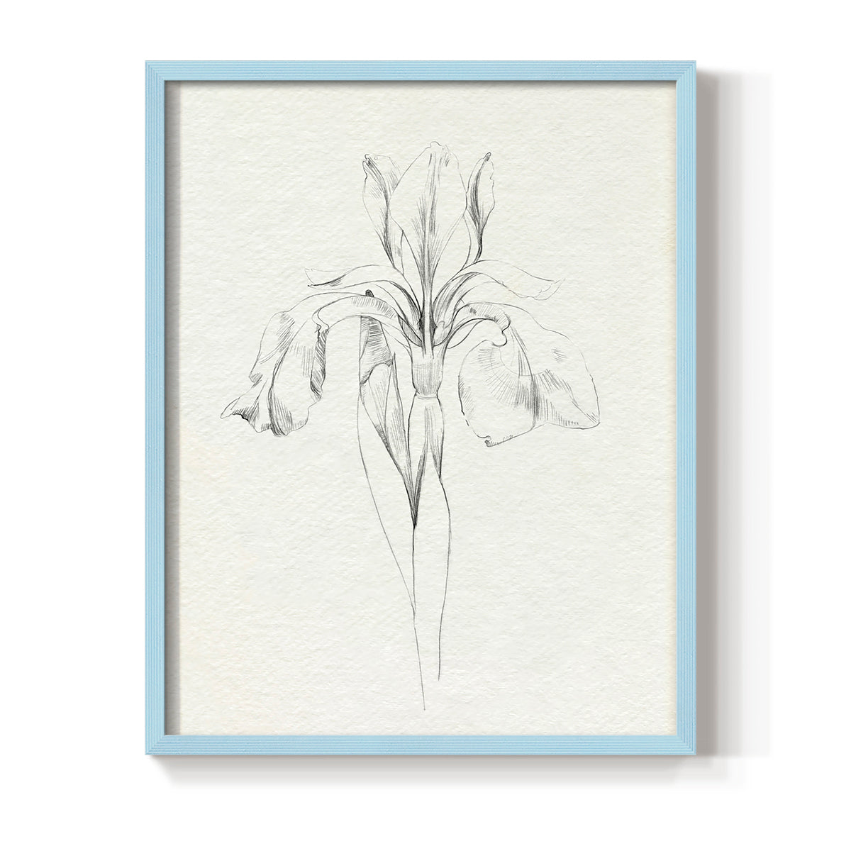 Neutral Iris Sketch I - Restickable Framed Art Print