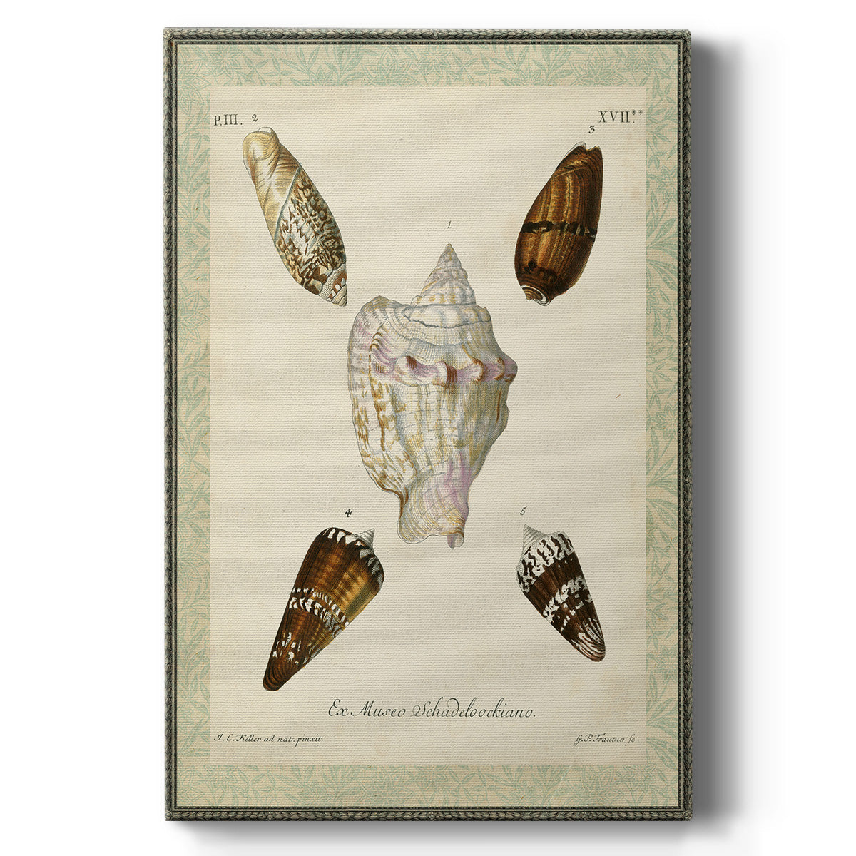 Bookplate Shells IV Premium Gallery Wrapped Canvas - Ready to Hang