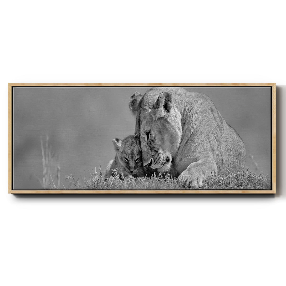 Lioness Love - Floater Framed Canvas Print
