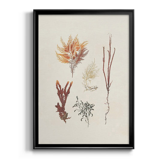 Knorr Shells & Coral VII - Modern Framed Canvas Print