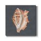 Shell on Slate IX - Canvas Art Print