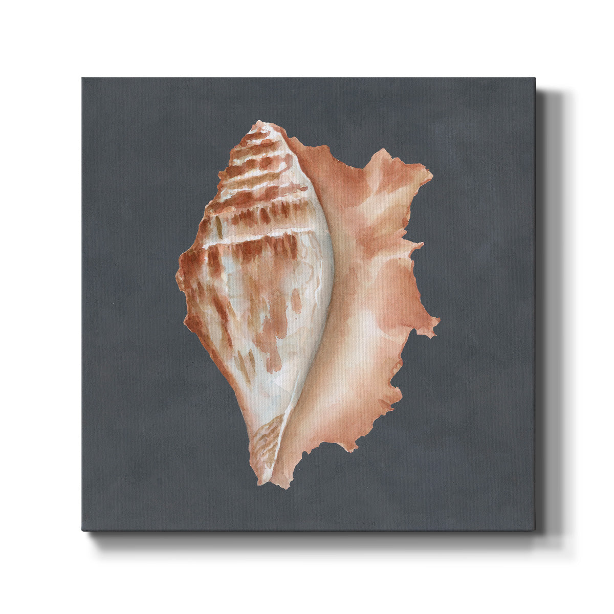 Shell on Slate IX - Canvas Art Print