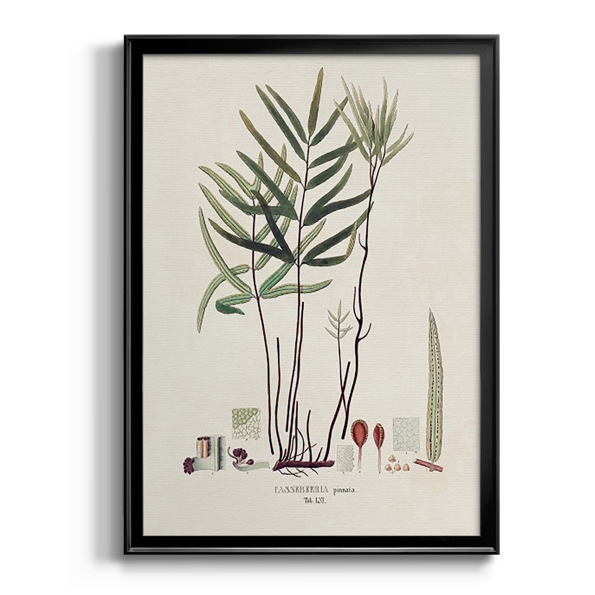 Botanical Society Ferns XI - Modern Framed Canvas Print