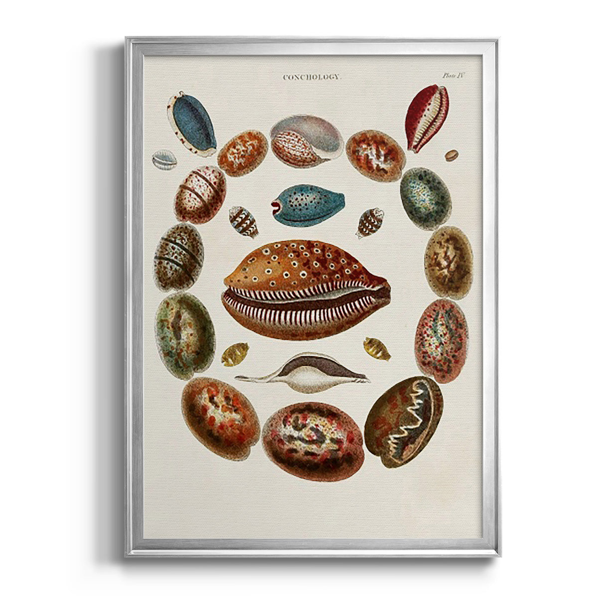 Spiral Shell Formation II - Modern Framed Canvas Print