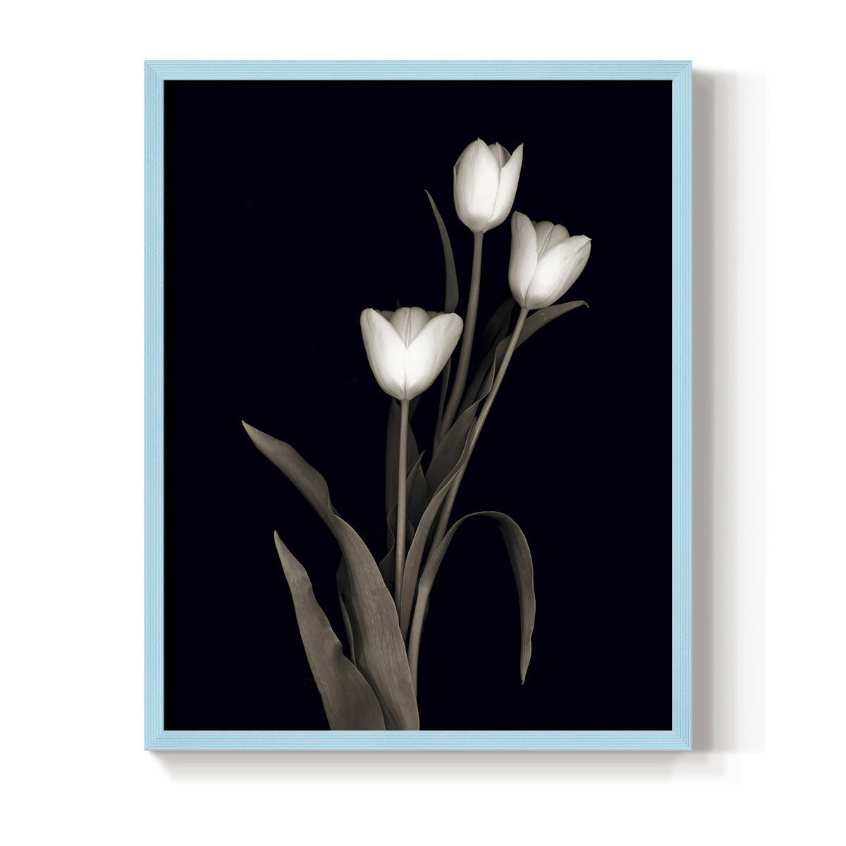 Tulip Pose I - Restickable Framed Art Print