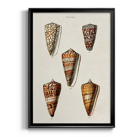 Cone Shell Collection II - Modern Framed Canvas Print