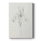 Neutral Iris Sketch I - Canvas Art Print