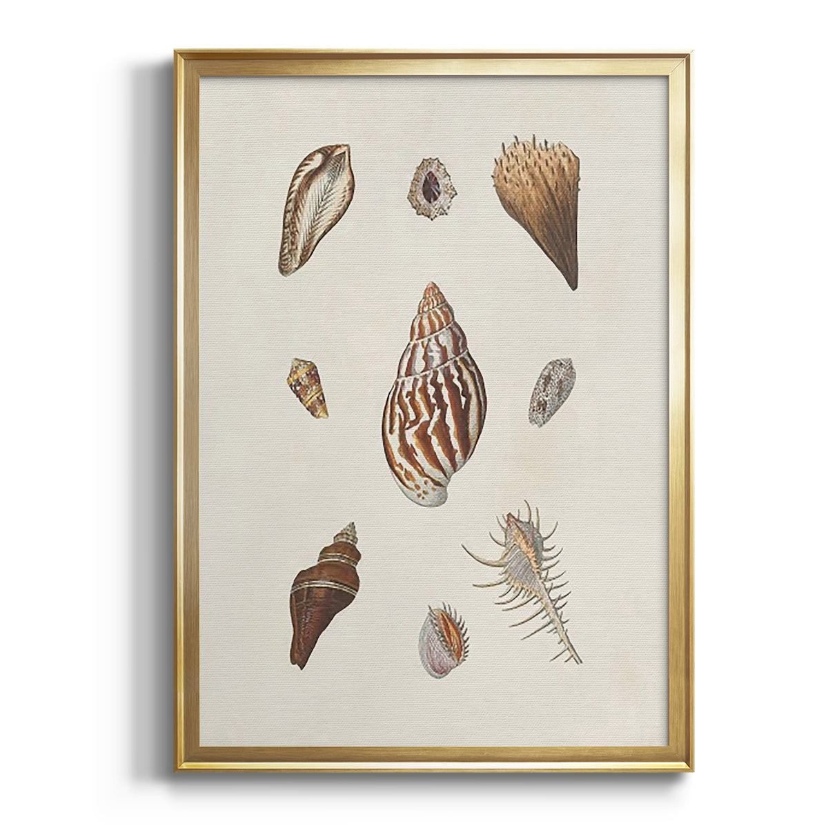Knorr Shells & Coral IX - Modern Framed Canvas Print