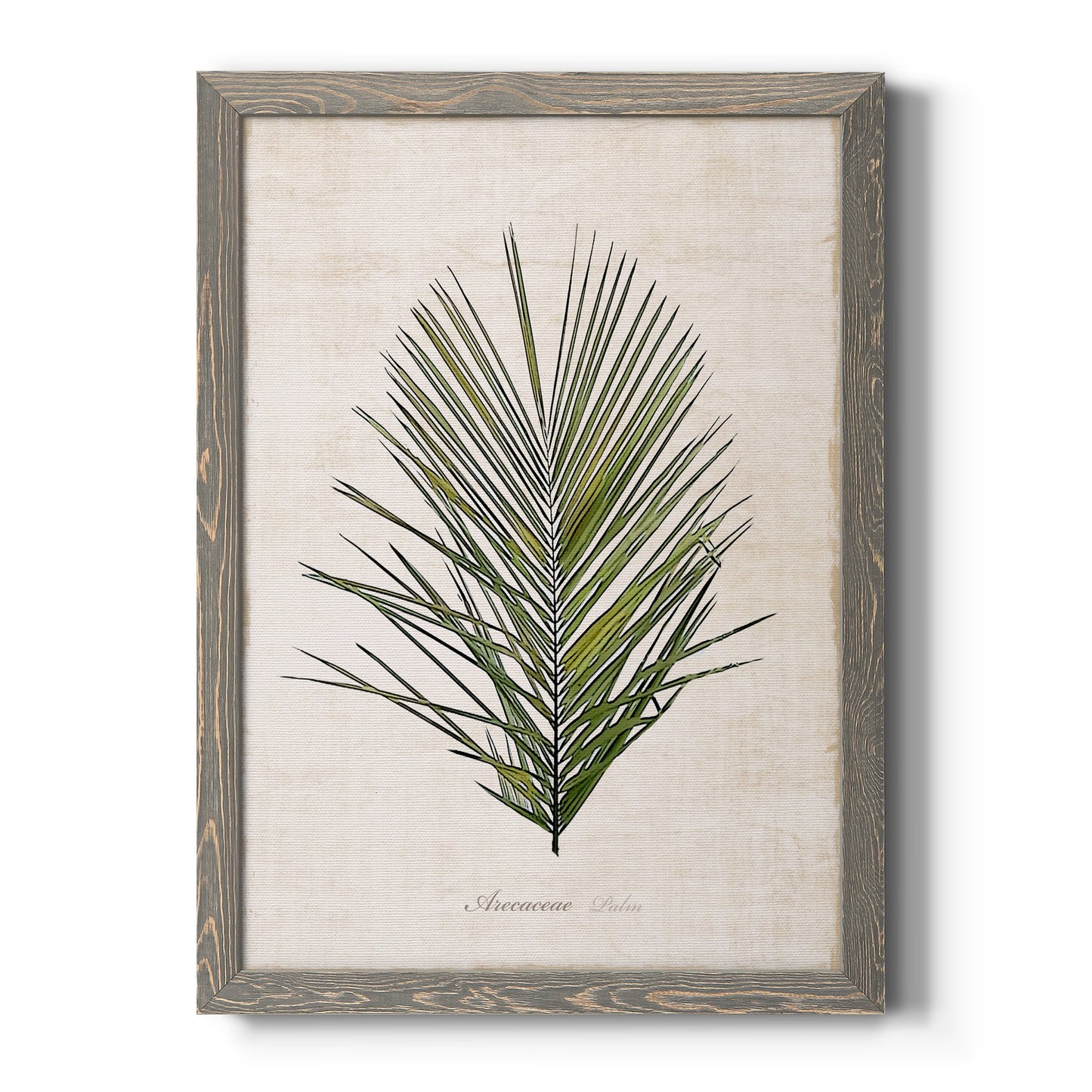 Palm Botanical I - Premium Canvas Framed in Barnwood - Ready to Hang