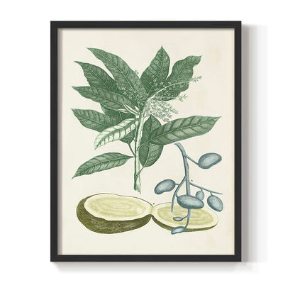 Buchoz Tropicals IV - Restickable Framed Art Print