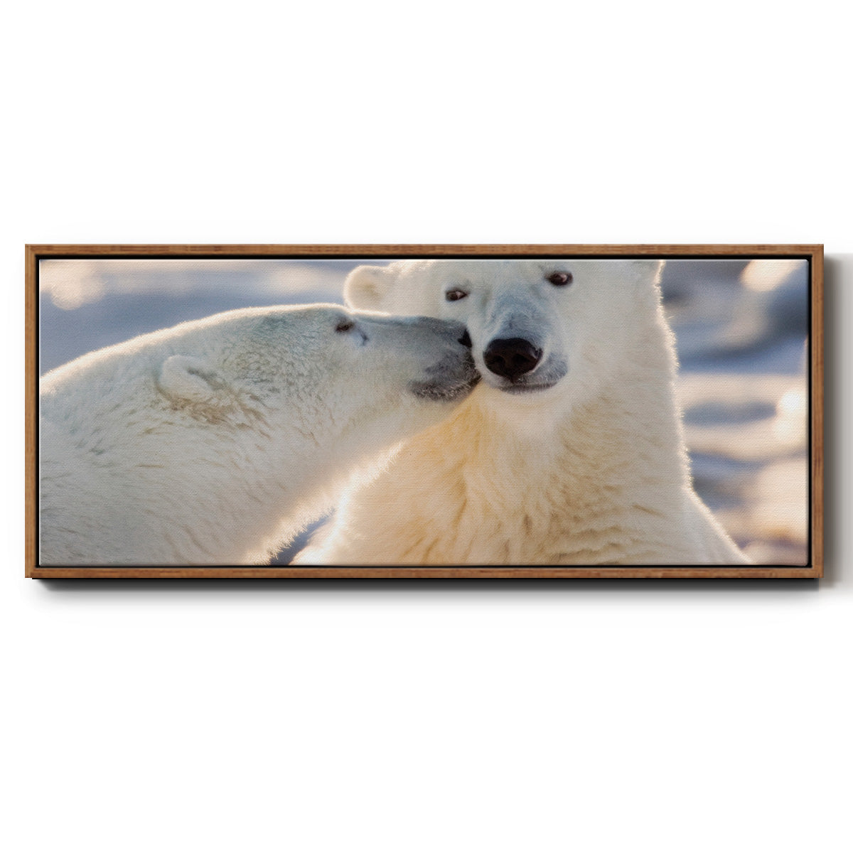 Polar Bear Kiss - Floater Framed Canvas Print