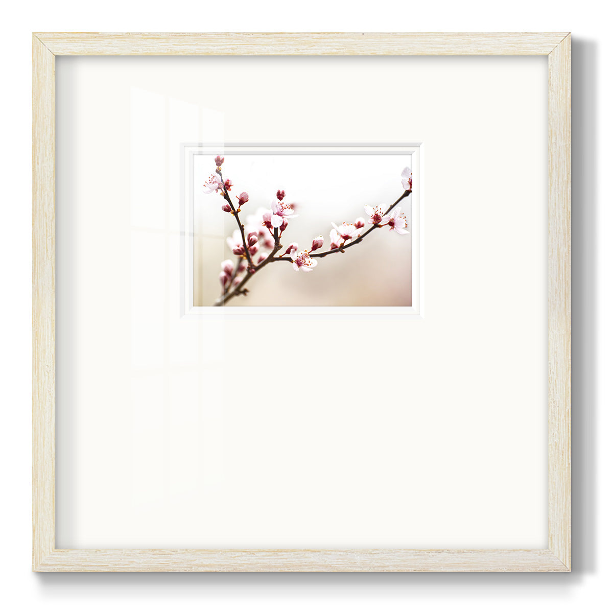 Cherry Blossom Study I - Double Matboard Framed Print